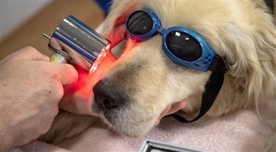 Jaké jsou dobré laserové ochranné brýle pro domácí mazlíčky?
